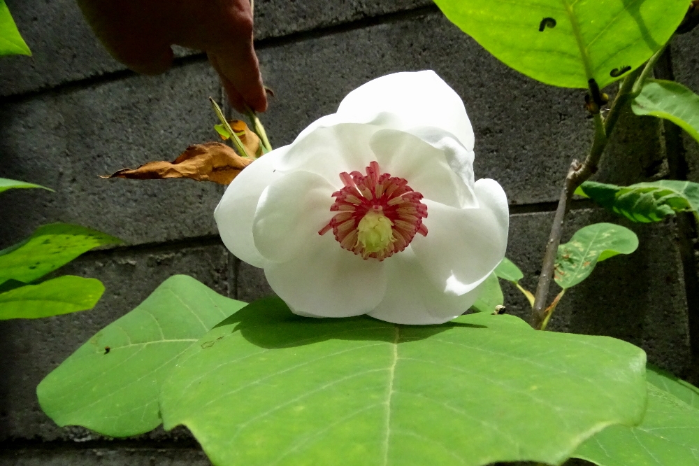 葛西の四季折々 １８７ ５月下旬の草花 江戸川総合人生大学