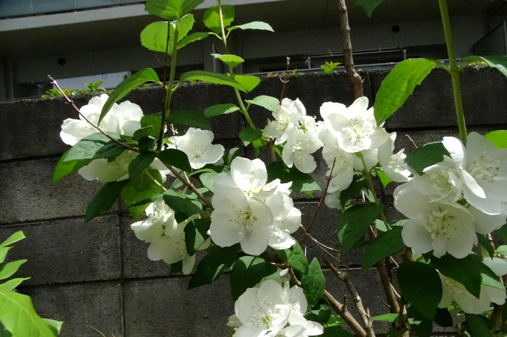 葛西の四季折々 １８７ ５月下旬の草花 江戸川総合人生大学