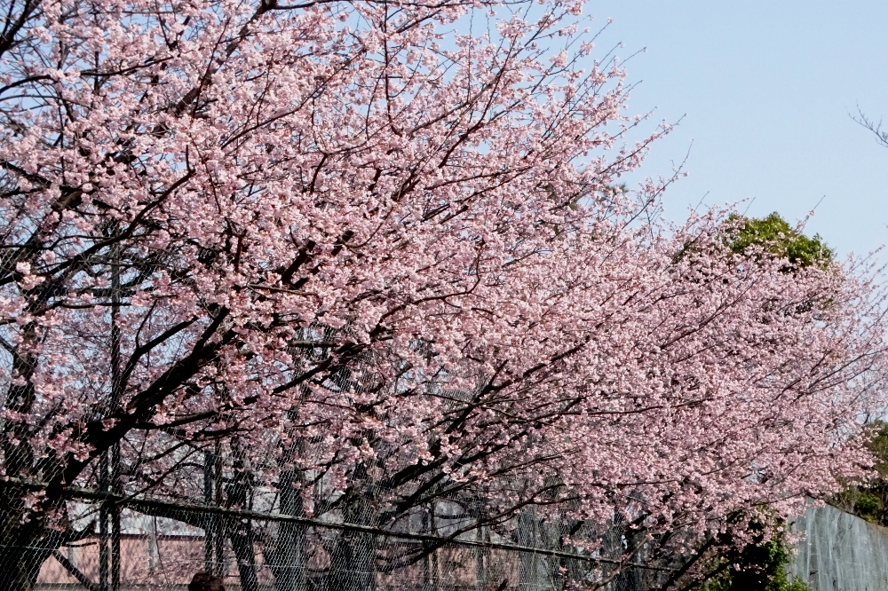 葛西の四季折々 ２０１ 大寒桜 江戸川総合人生大学