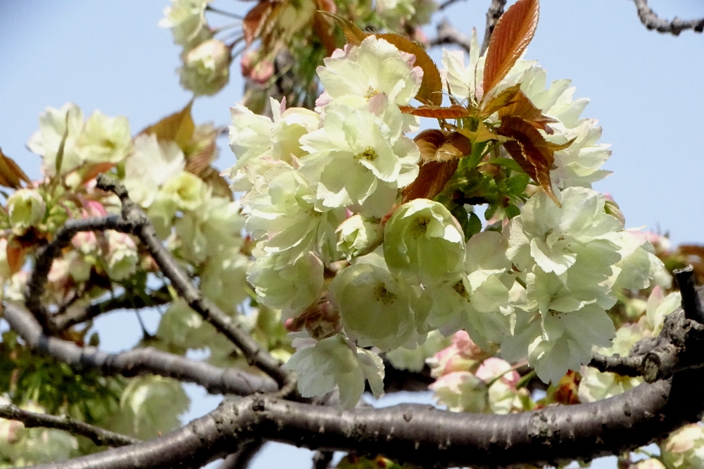 葛西の四季折々 ２０４ 里桜 江戸川総合人生大学