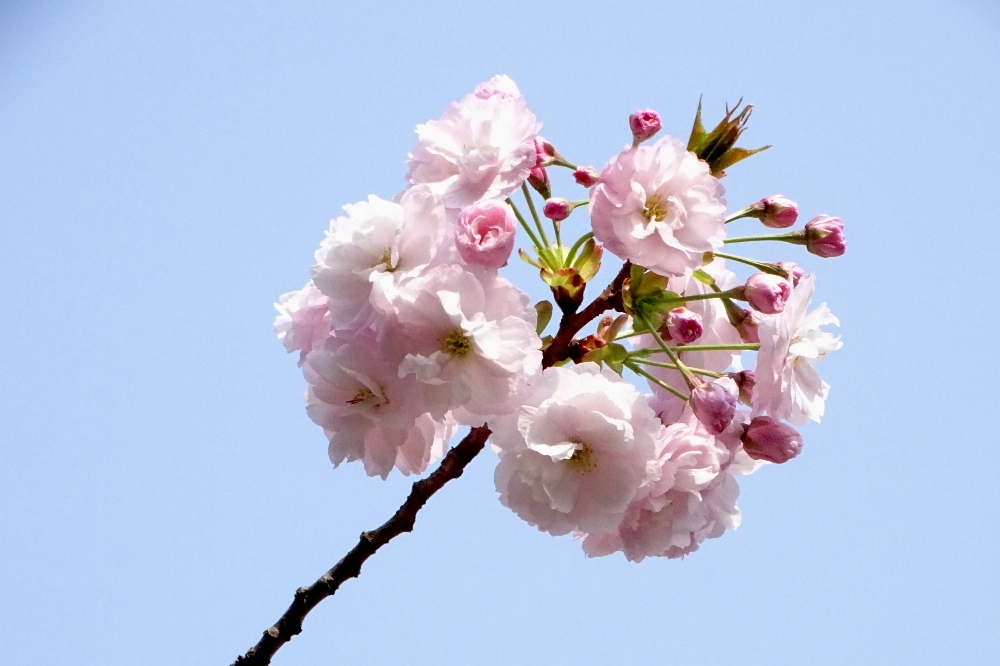 葛西の四季折々 ２０４ 里桜 江戸川総合人生大学