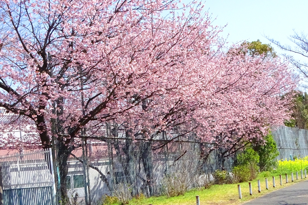 葛西の四季折々 ２２２ 大寒桜 江戸川総合人生大学