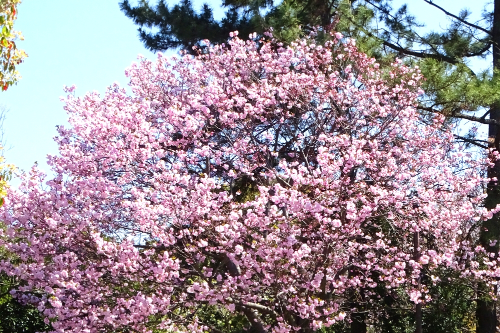 葛西の四季折々 226 里桜 江戸川総合人生大学