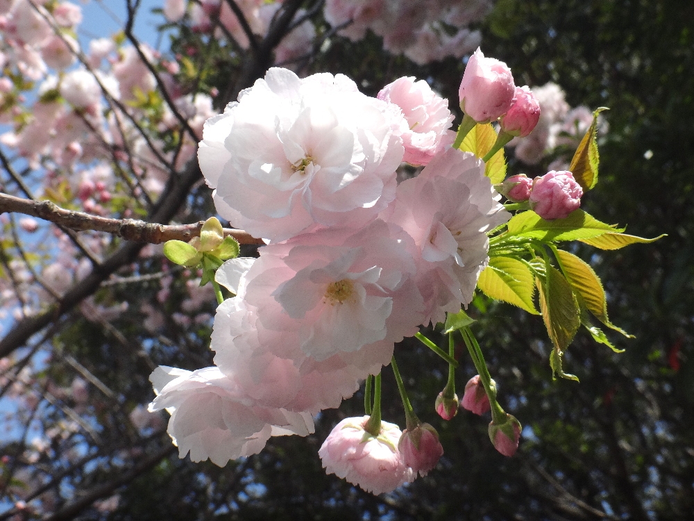 葛西の四季折々 ８６ 里桜 江戸川総合人生大学