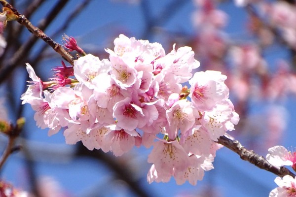 葛西の四季折々 274 大寒桜 江戸川総合人生大学