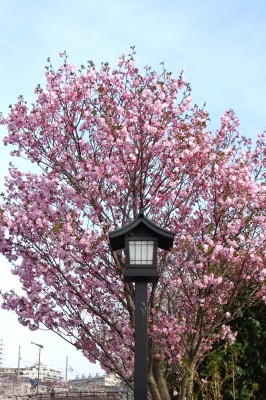 葛西の四季折々 278 里桜 江戸川総合人生大学