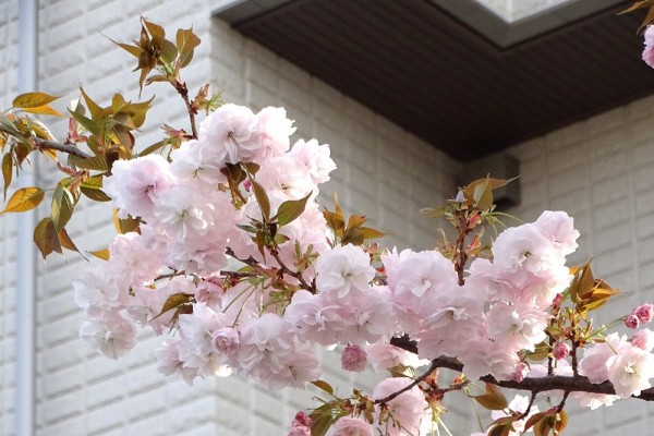 葛西の四季折々 278 里桜 江戸川総合人生大学